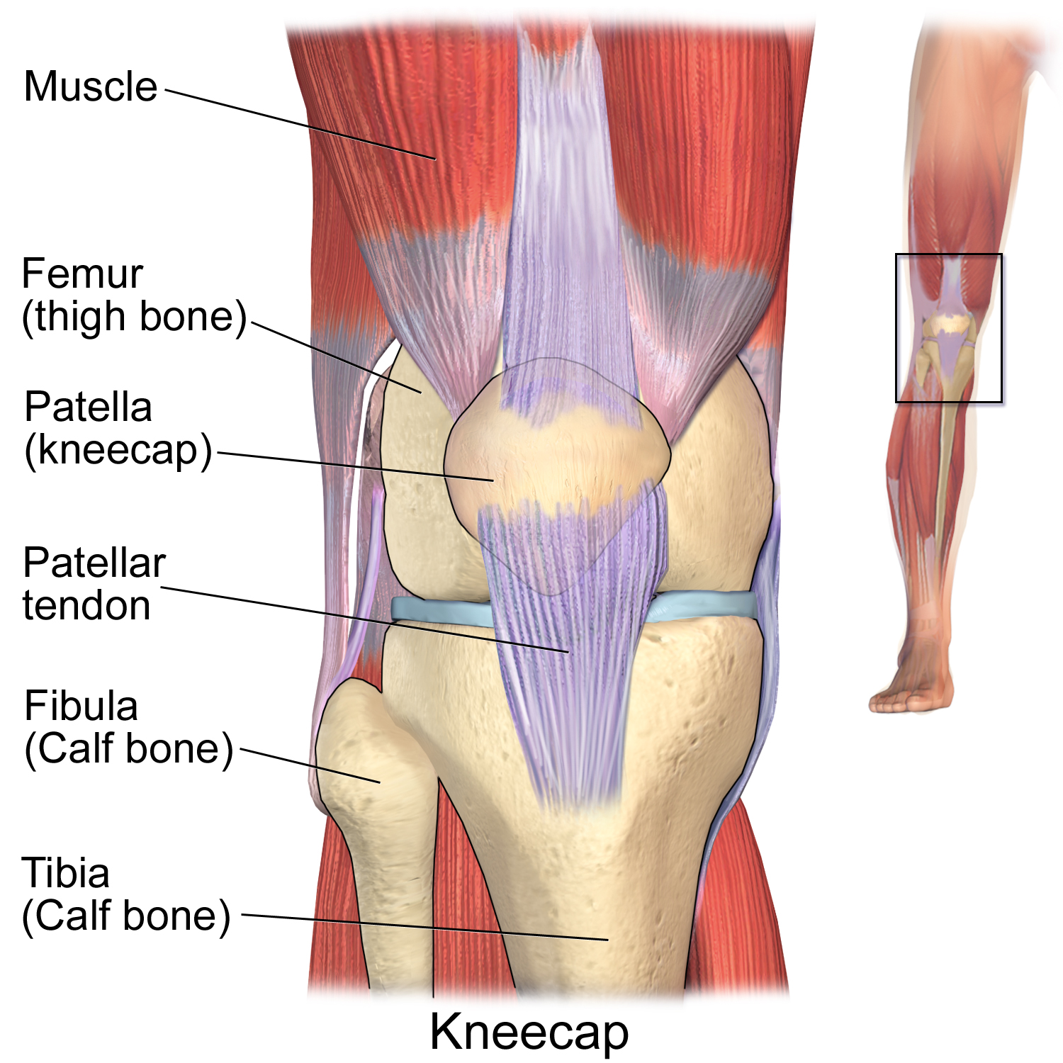 By BruceBlaus | Diagram of basic knee anatomy