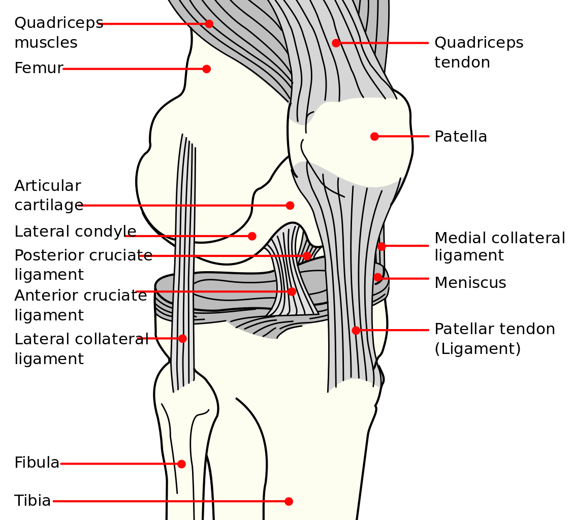 anatomical drawing of the knee, featuring the fibula, tibia, and lateral collateral ligament