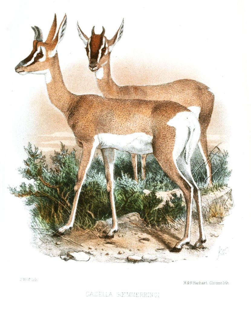 Illustration of Soemmerring's gazelle