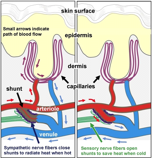 Cross-cut illustration of sympathetic and sensory nerve fibers and their role in regulating blood flow